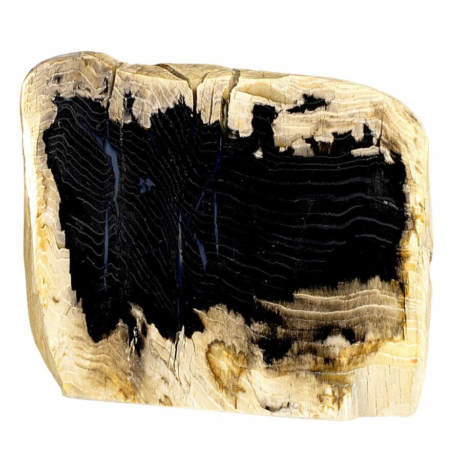 slice of petrified wood in Montana with a black center