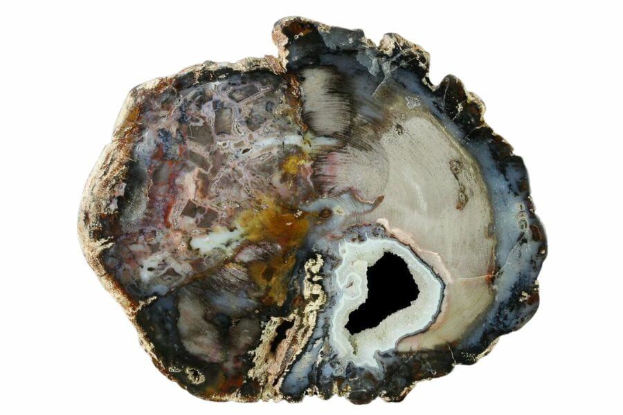 slab of petrified wood with crystal pocket