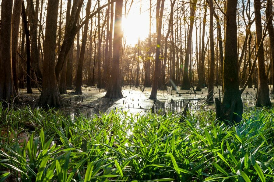 Suwannee River with trees during sunrise