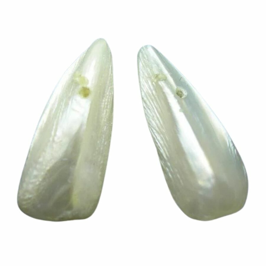 two lustrous tooth-shaped Tennessee river pearls with puncture