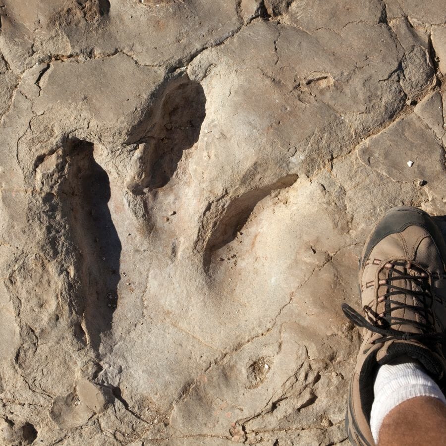 Allosaurus footprint with a human foot alongside it to show scale