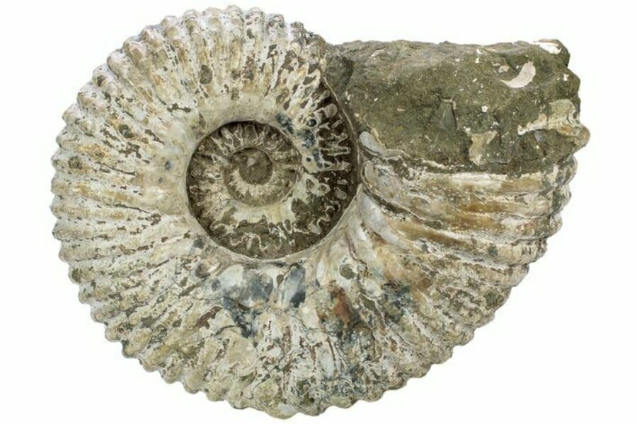 A gorgeous ammonite fossil with intricate details