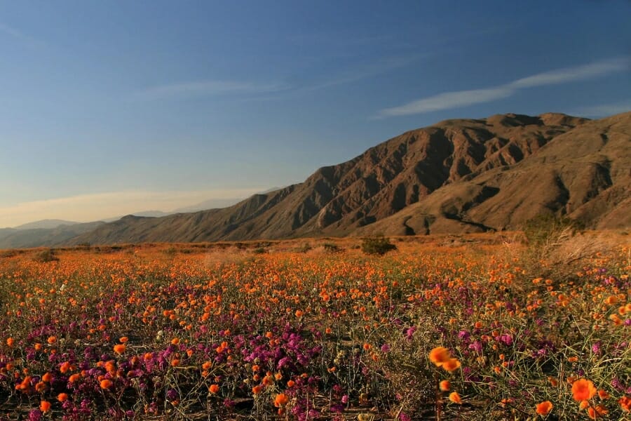 A picturesque view of a field of various blooming flowers at the Anza-Borrego Desert State Park 