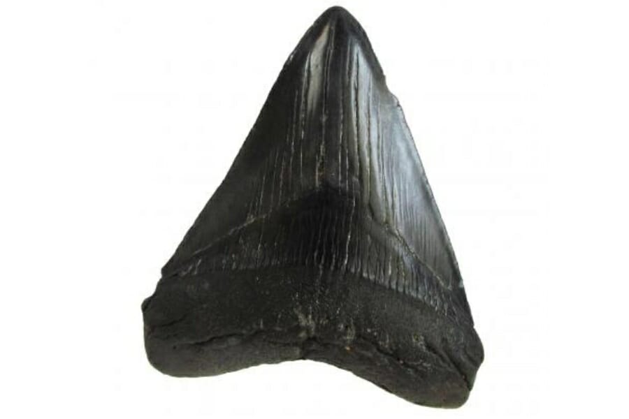 A fascinating black megalodon tooth fossil 