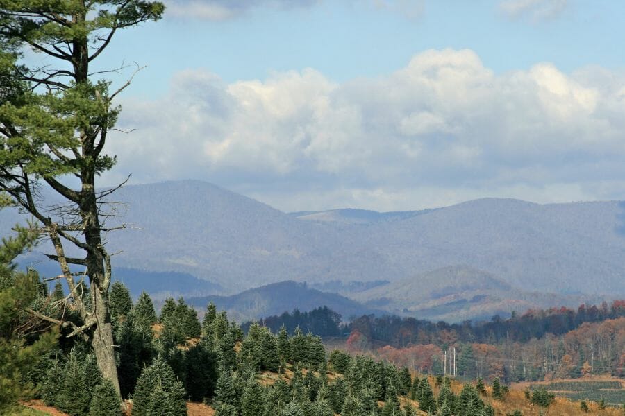 view of the Blue Ridge Mountains with trees in the foreground
