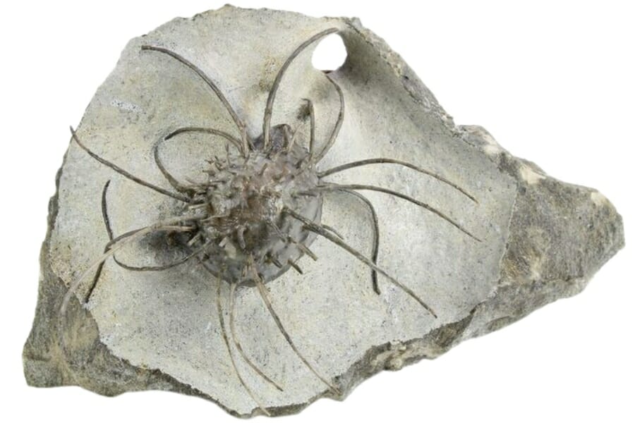 A spiny devonian brachiopod fossil