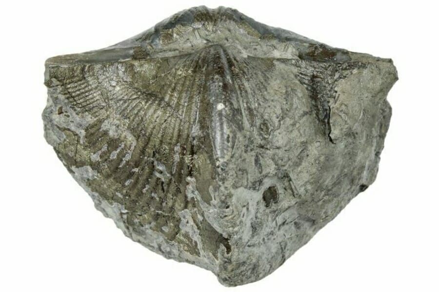 A cool and rare brachiopod fossil