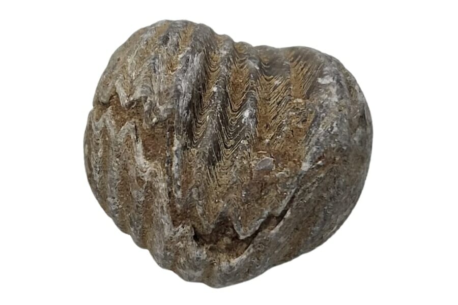A rare almost heart-shaped brachiopod fossil
