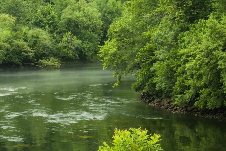 river lined by trees with green leaves