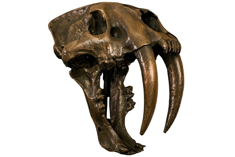 A fierce sabertoothed cat skull fossil