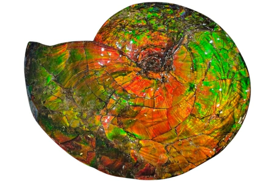 An iridescent ammonite that belongs to the Cephalopods class