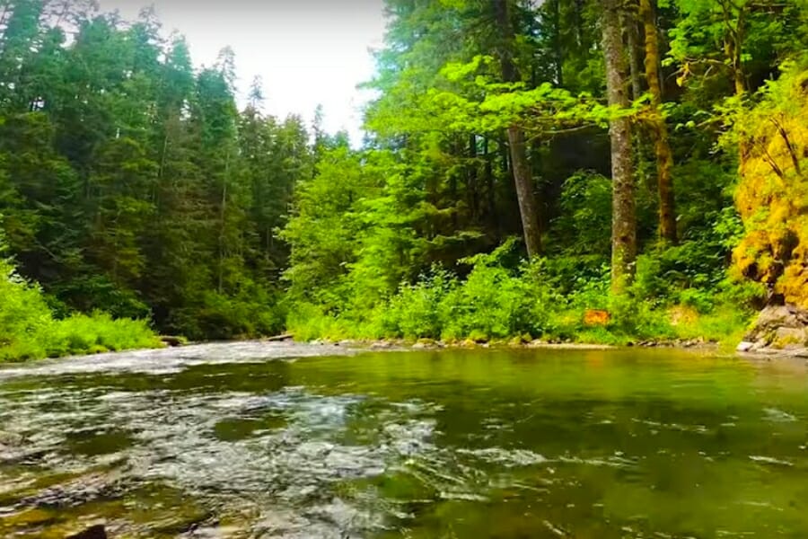 Shallow waters of the Clear Creek and its surrounding forest