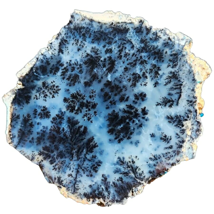 A polished dendritic agate with clear inclusions