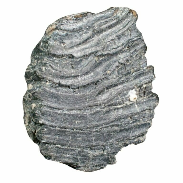 49 Great Places To Find Washington Fossils In 2024