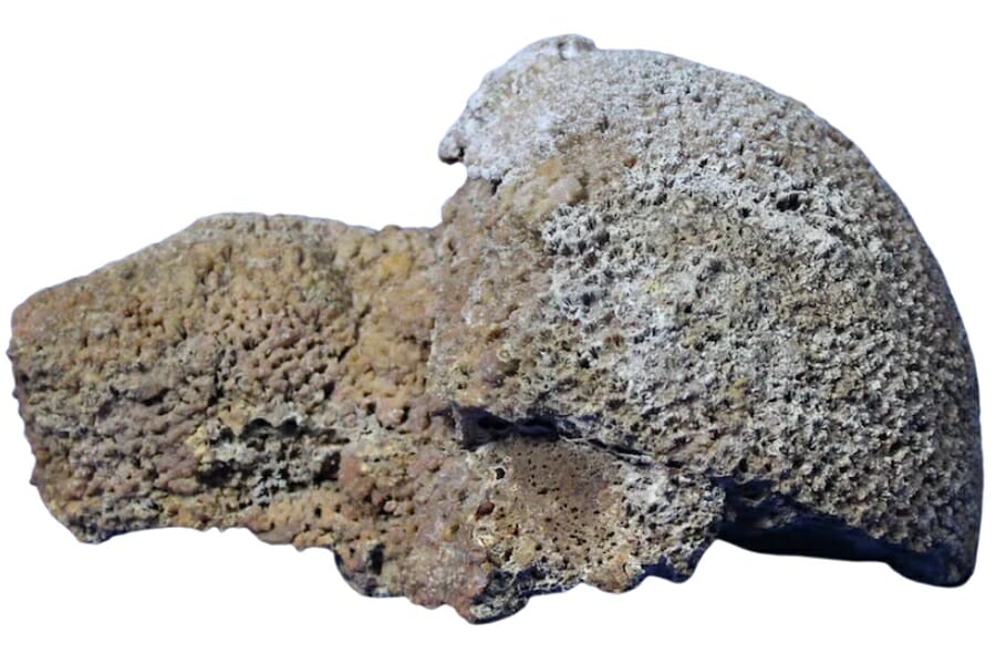 Coral fossil with clear details