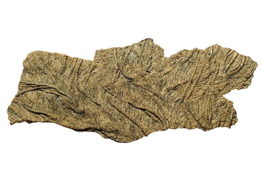 An irregular shaped rare crinoid fossil 