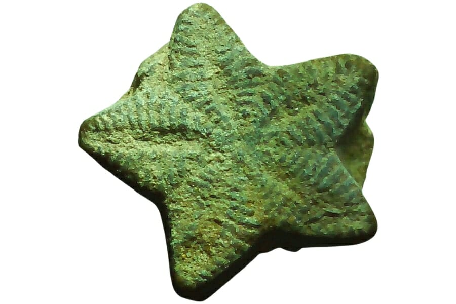Close-up look at the details of a crinoid star fossil