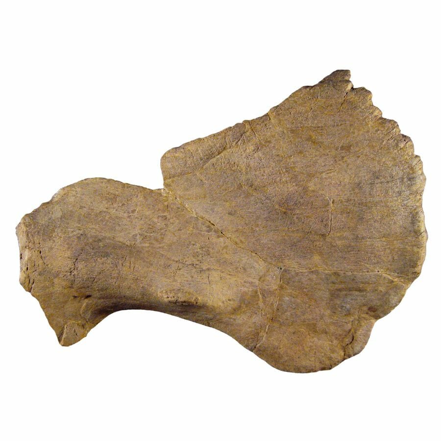 rough piece of bone from a newly discovered horned dinosaur