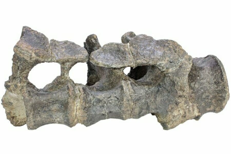 A rare dinosaur spine fossil 