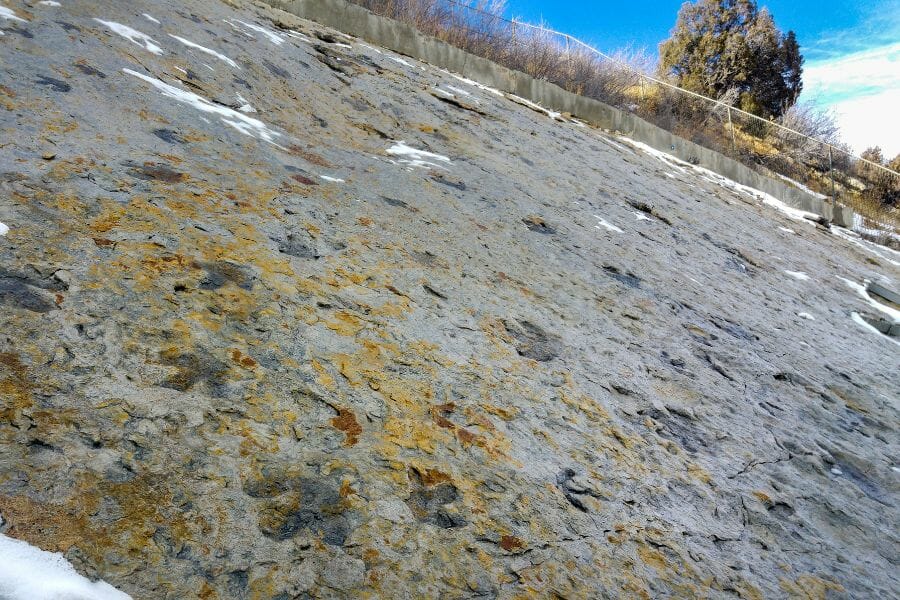dinosaur footprints on rock slope in Dinosaur Ridge