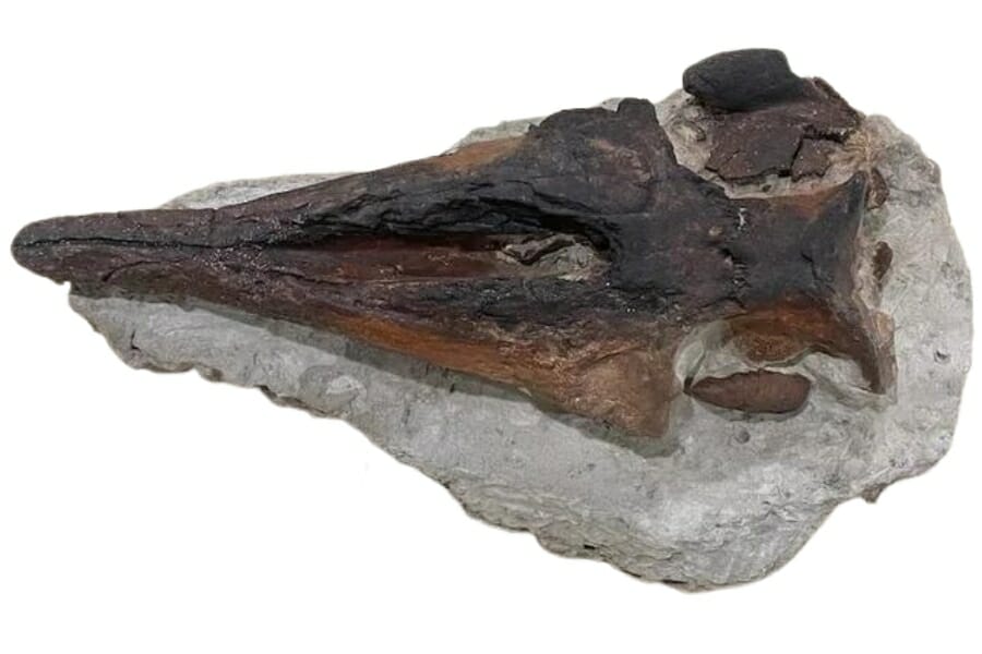 A cool fossilized dolphin skull