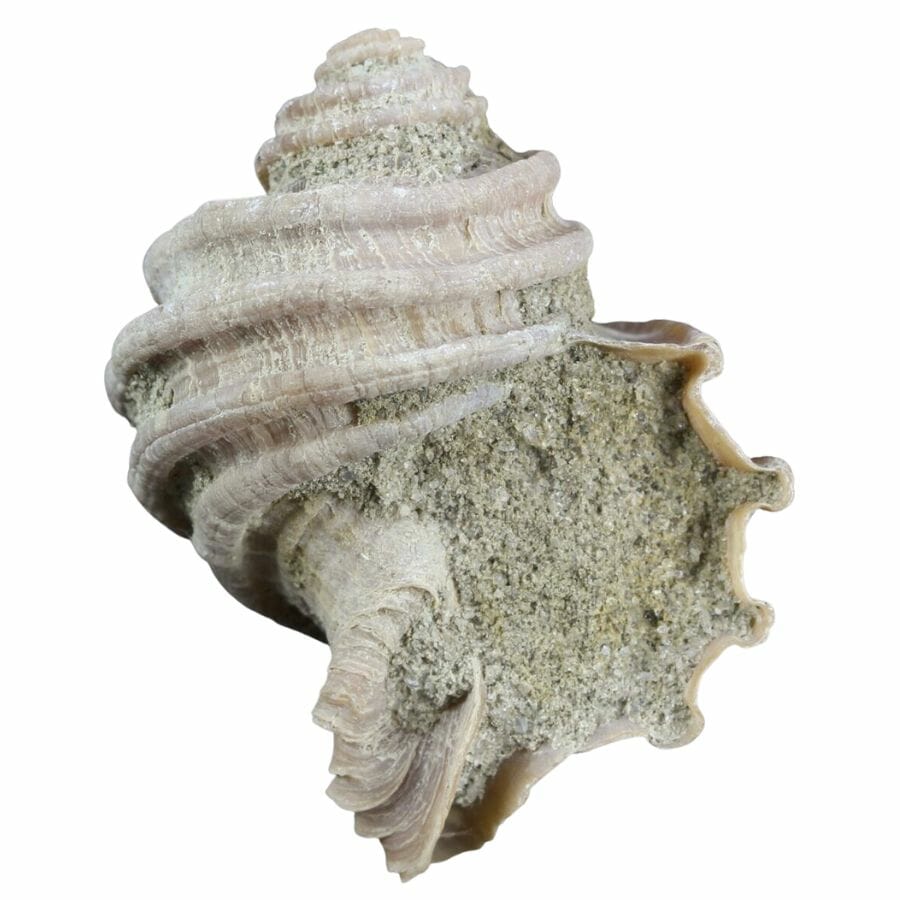 Ecphora gardnerae gardnerae (Wilson) fossil with visible ridges, retaining its original shape