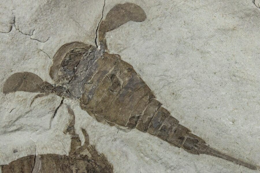 Clear impression of a Eurypterid, also called sea scorpion, on a rock