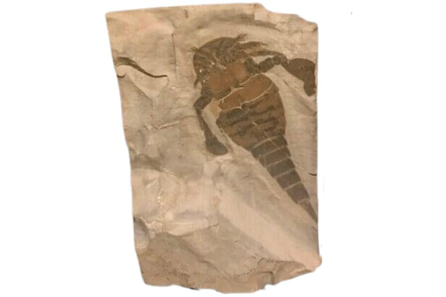 A full-body Eurypterid fossil