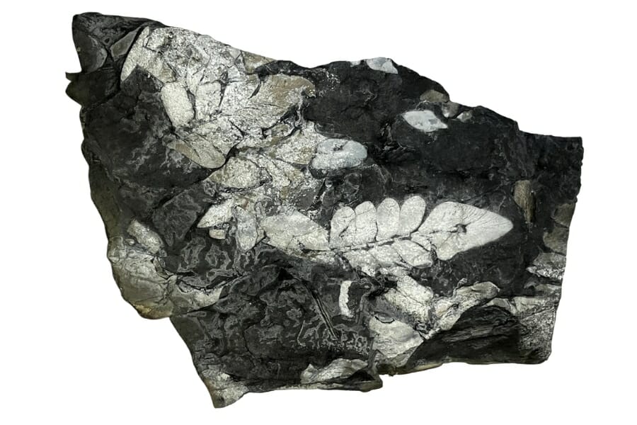 A gorgeous fern fossil specimen on a black rock