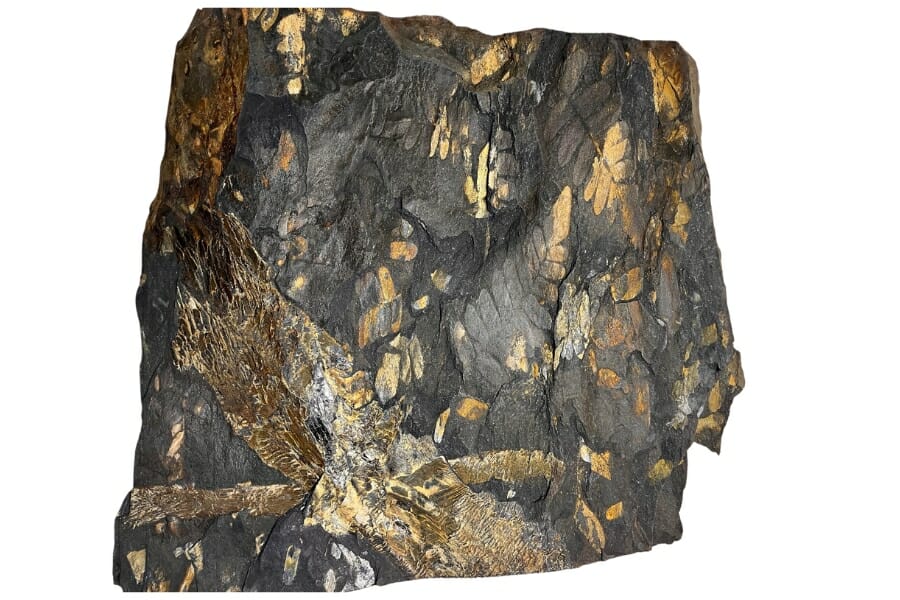A gorgeous rock with golden bronze fern and branch fossils