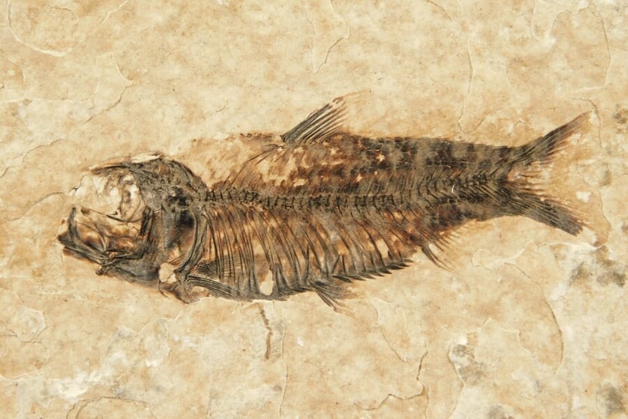 A perfectly fossilized fish 