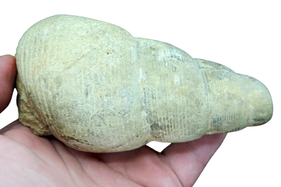 A giant marine gastropod fossil held out by a hand