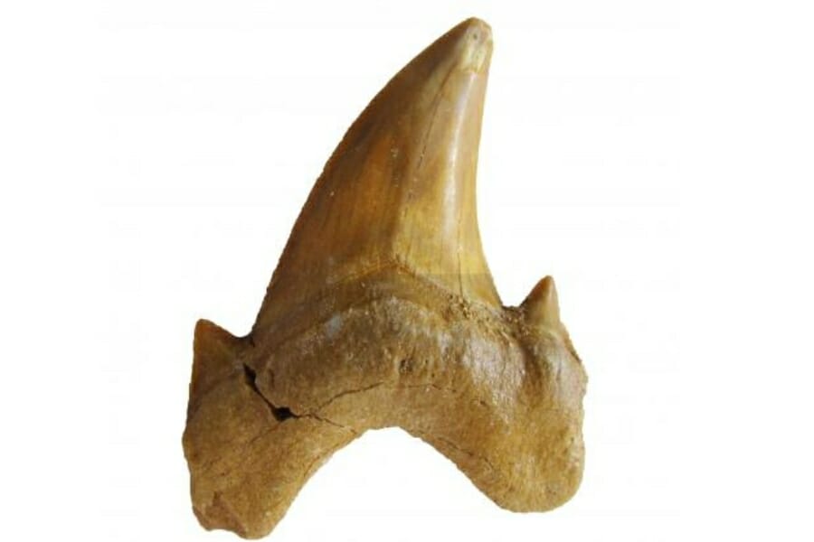 A fascinating shark tooth fossil