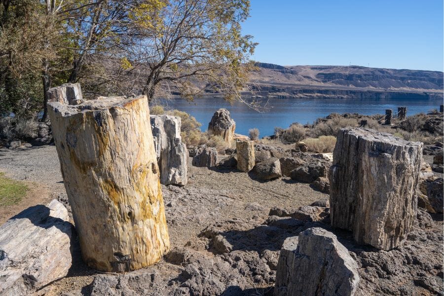 stumps of petrified wood in the Ginkgo Petrified Forest