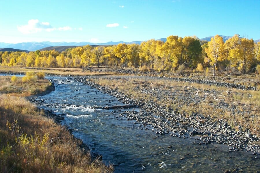 The Greybull River waters peacefully flowing through the stretch with lots of gravels and trees around it