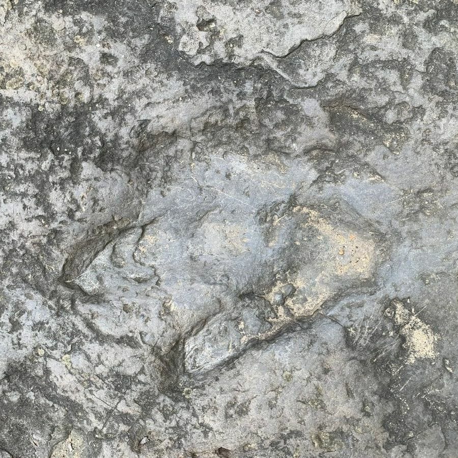 three-toed dinosaur track on gray rock