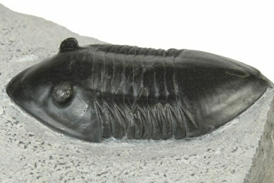 An interesting Isotelus Trilobite fossil specimen