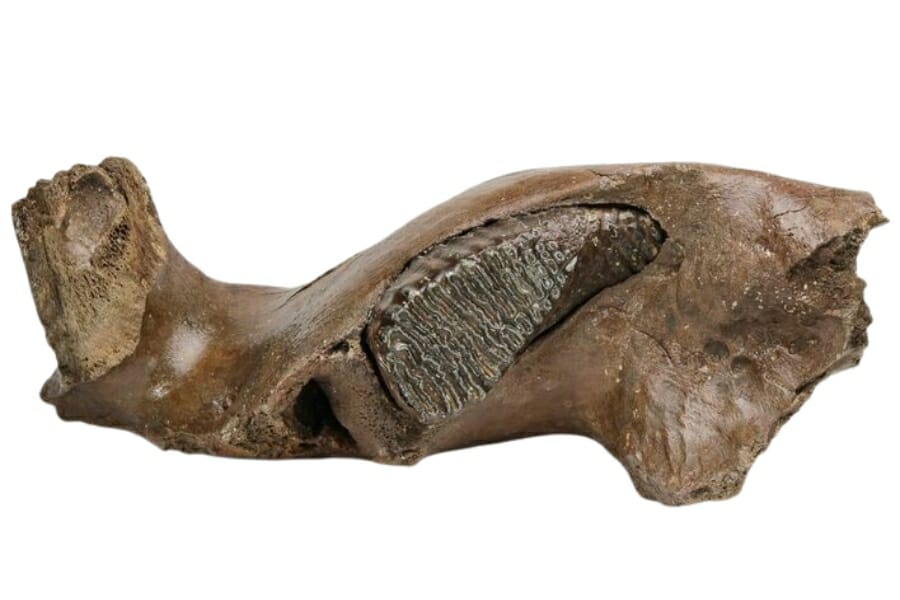 Wolly mammoth molar fossil