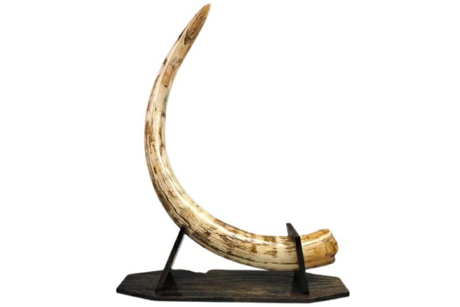 A beautiful 63" wolly mammoth tusk set on a stand