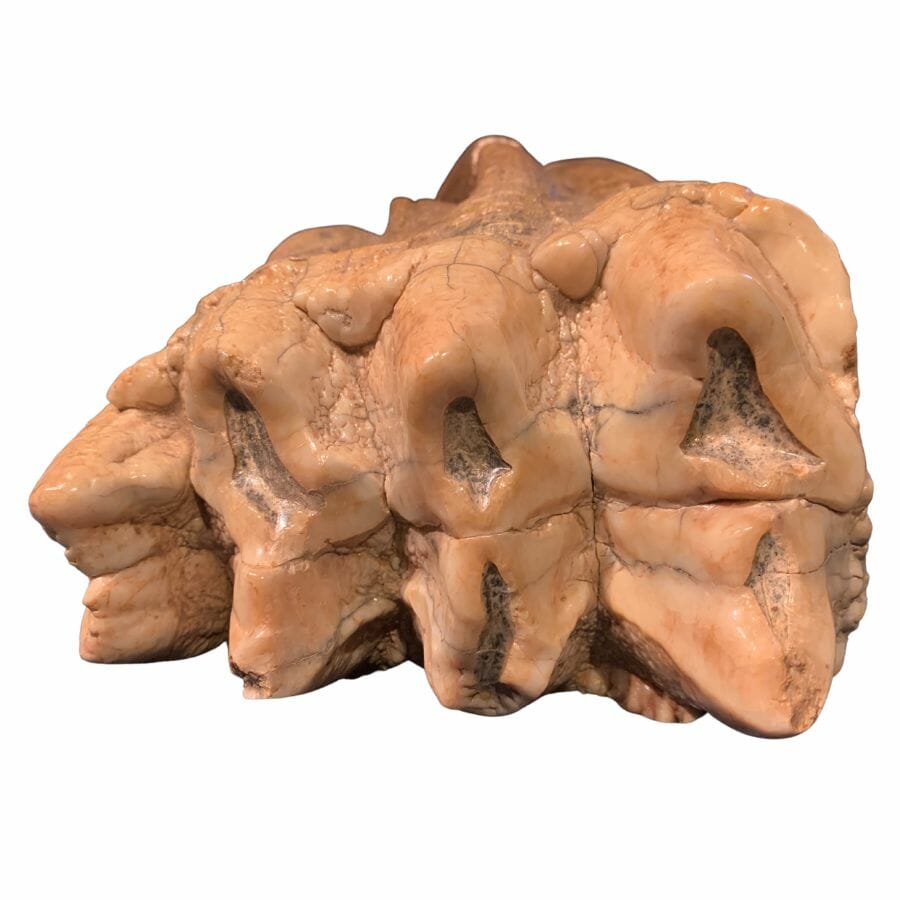 reddish brown Mastodon (Mammut americanum) molar fossil
