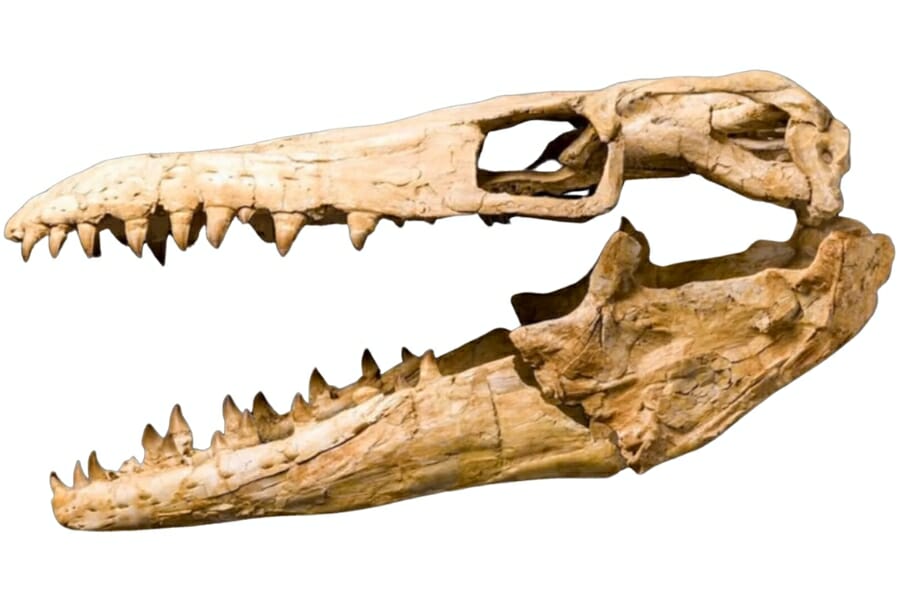 Mosasaur skull fossil