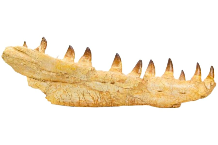 Mosasaur jaw with 10 teeth