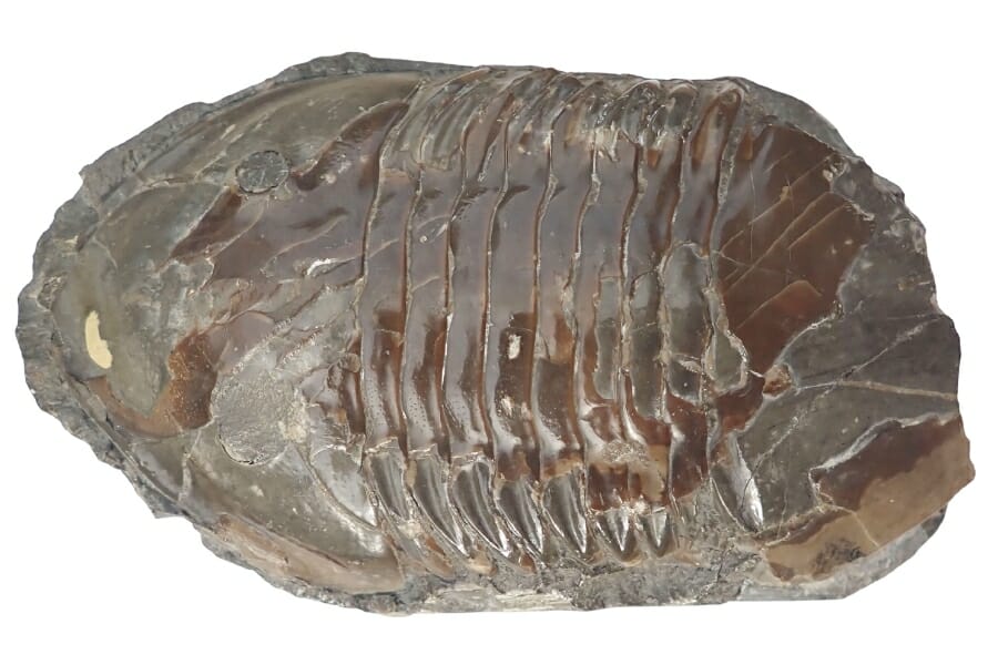 A fascinating Isotelus Trilobite fossil