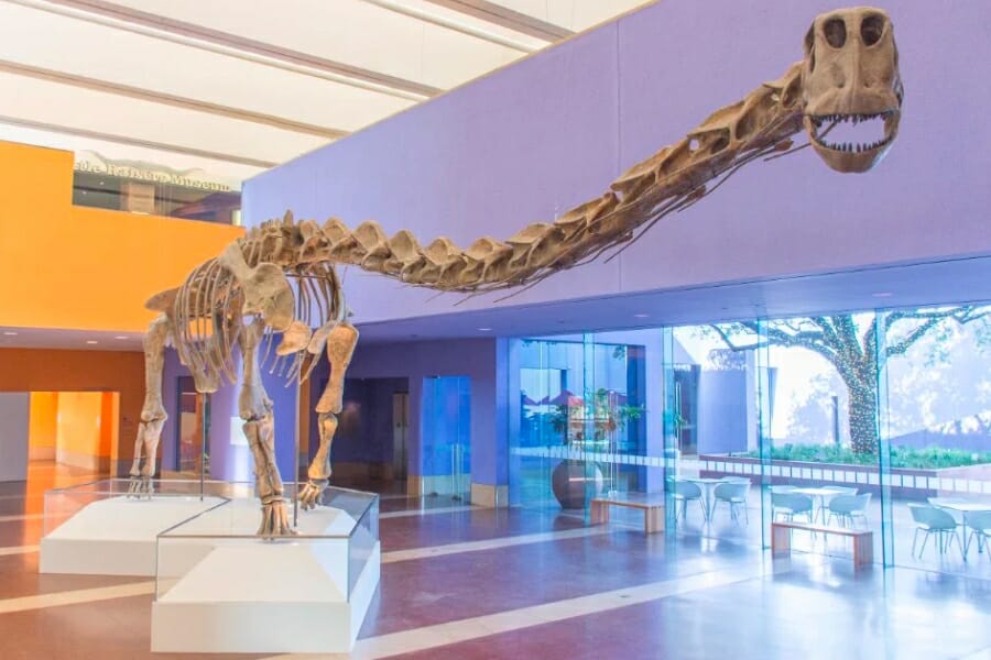 Full-size skeleton of the Paluxysaurus jonesi found in Texas