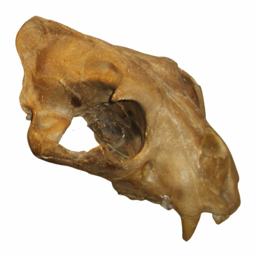 Panthera onca (jaguar) skull fossil