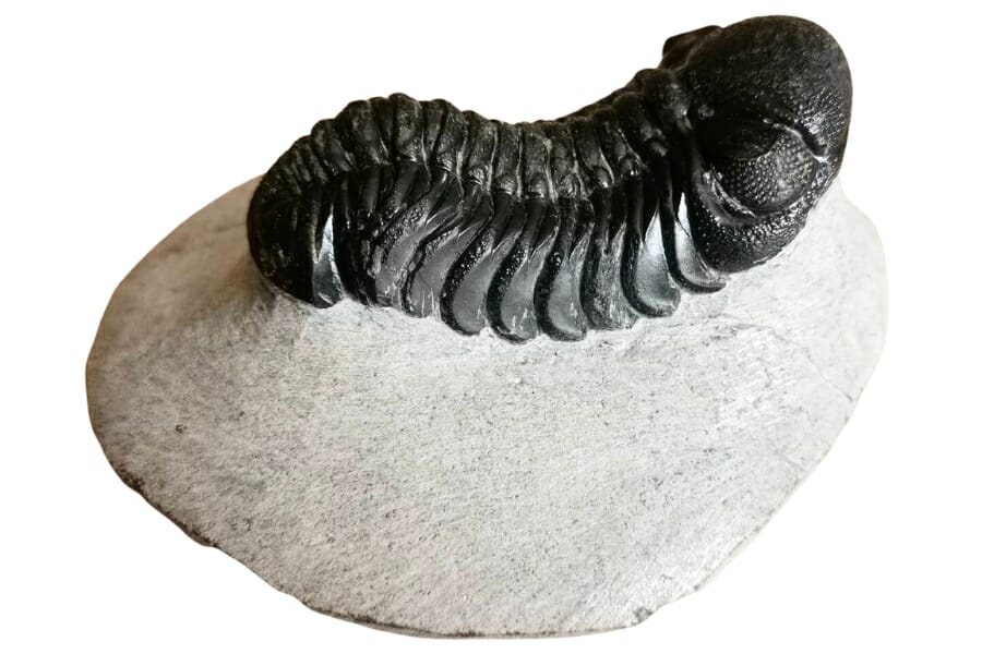 Stunningly detailed black Phacops rana fossil on a rock