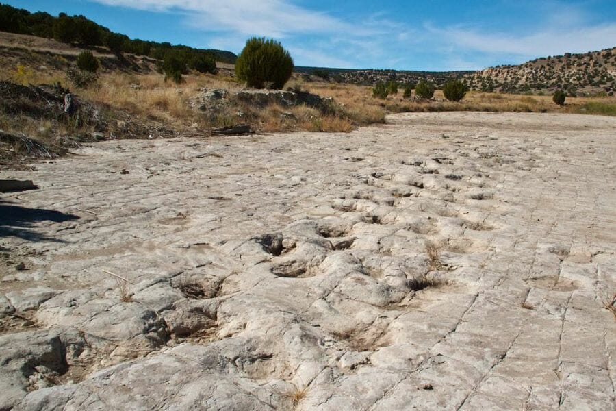 line of dinosaur tracks in the ground in Picket Wire Canyonlands