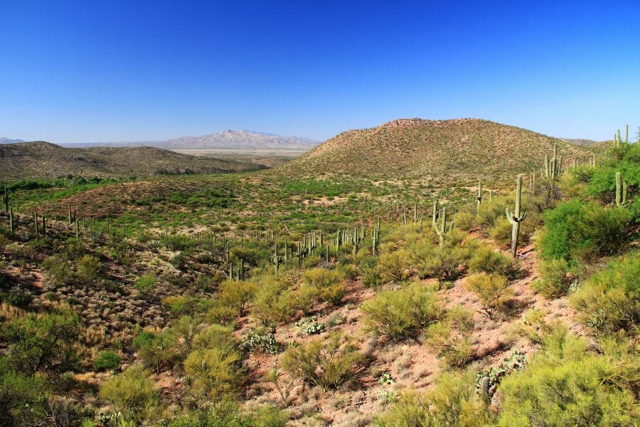 arid landscape dotted by saguaro, with hills in the horizon