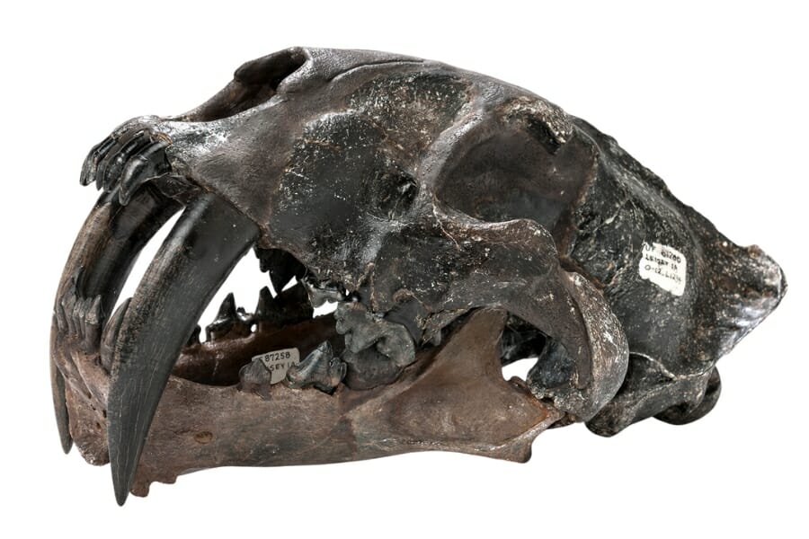 A unique and amazing saber-toothed cat skull fossil