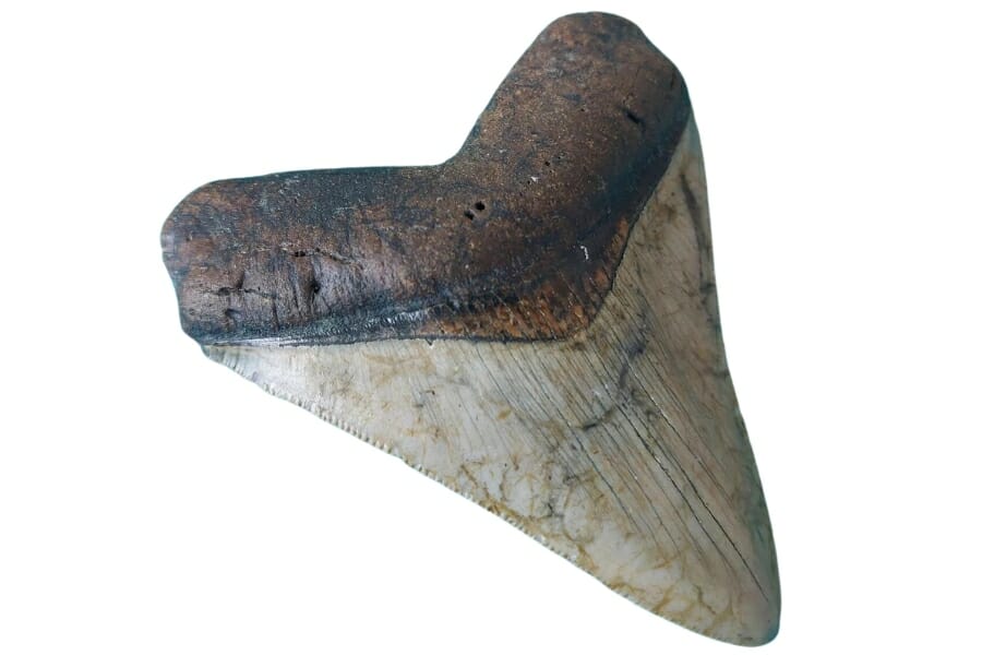 A perfectly shaped shark tooth fossil with a colors that look really fossilized
